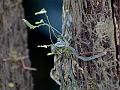 Back-Bent Ribbon-Leaf Orchid